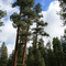 Ponderosa.....