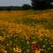 Wild flowers near Willow City,Texas copyright 2010 by John C Karjanis