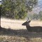 George the Deer - Relaxing
