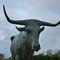 "Longhorn"  Boerne, Texas