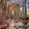 Cibolo Creek Cypress