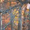 Autumn colors, Cibolo Creek Nature Center