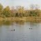 pond for ducks 10 10 10