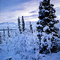 Snow, Alaska - 1969©Pat Hathaway  caviews.com