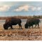 Buffalo, Fort Greely Alaska Pat Hathaway Photo 1970