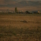 Antelope at Mingus Meadows