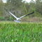 bird in flight