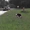 Crested Caracara Chased By Mocking Bird - South of St. Cloud, FL
