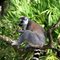 Ring-tail Lemur