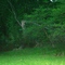 An Albino Deer along 394 in Crete, Illinois