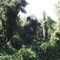 Crete Forest 3
