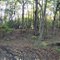 Thornton Forest Panorama