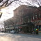 Spring Budding on Delaware Street