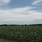 Corn Fields of Kansas