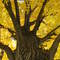 Maple Tree