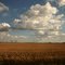 CAMPOS - ILLINOIS