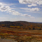 Blueberry fields Upper Long Pond road
