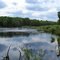 Beaver pond