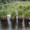 Sedge tussocks