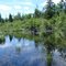 Wetland along old railroad grade