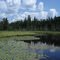 Wetland Near Duck Creek