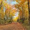 A Morning Walk Down the Forest Road