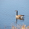 Canadian Goose
