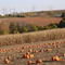 West Omaha suburbs, Gretna, NE in Sarpy County -- Valla's Pumpkin Patch, Oct 2004