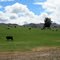 If cows could choose they would all be here