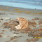 sunbathing at the beach