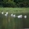 Pelicans