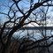 Senescence allows a Mississippi River Vista