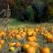 Pumpkin Patch, Grafton, IL