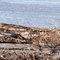 Log that a bald eagle just flew over