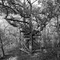 treehouse