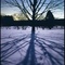 Black Oak and Moonshadow