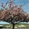Spring in Washington --Erdal