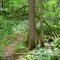 Path near White Chuck Outlook