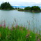Sunshine Cove: Islands, with fireweed in the foreground