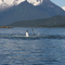 humpback whale doing the back stroke check out the sea gull having a closer look
