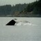 Humpback Whale, Lynn Canal, Alaska, USA. 1996