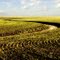 Kansas Field