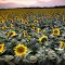 Sunflower Farm