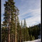 Pines and snow