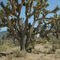Joshua Tree  fot. J. P.
