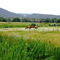 Pasture on the way to Ouray Colorado