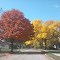 Odom's Ash Tree