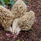 morel