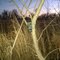 Deer Camera 1