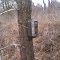 Deer Camera 2 @ River Bank